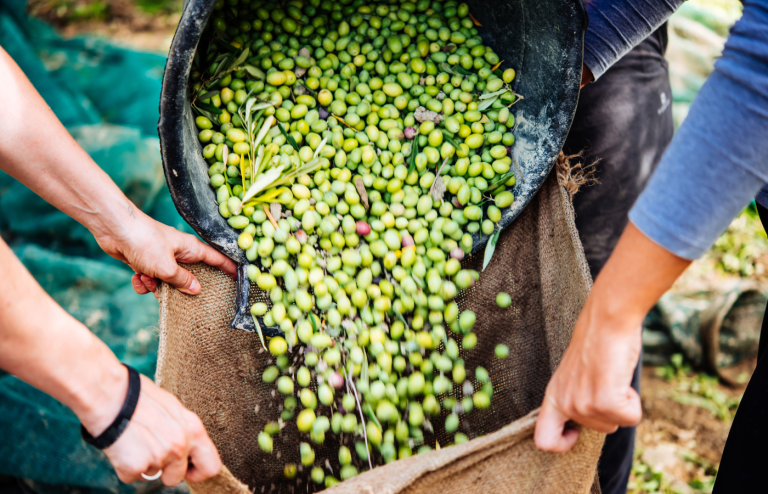 best abruzzo olive oil producers italy