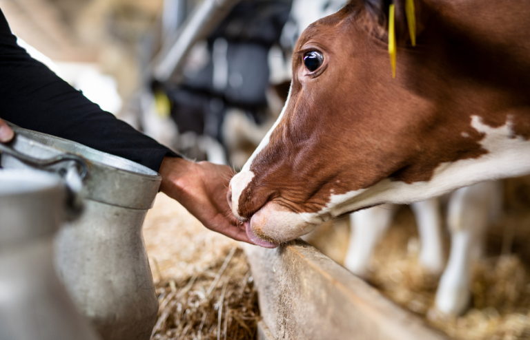 best cheese producers abruzzo